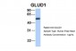 GLUD1 antibody - N-terminal region